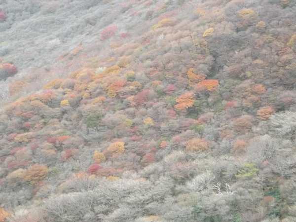 紅葉の九重連山再び 星生山～天狗ヶ城～中岳～白口岳～稲星山～久住山～扇ヶ鼻を行く_a0206345_1004661.jpg