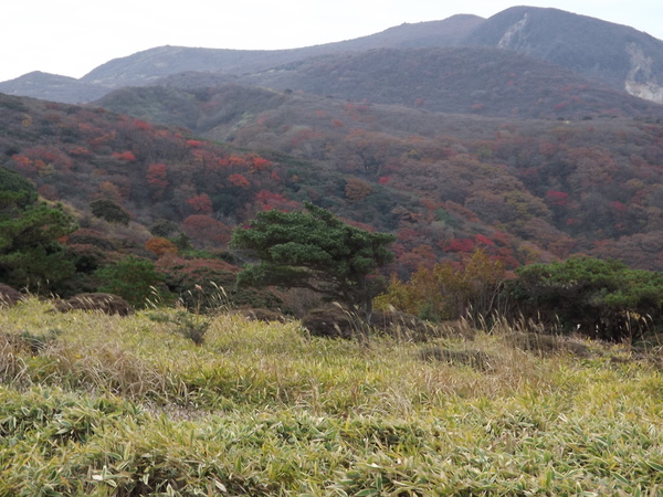 紅葉の九重連山再び 星生山～天狗ヶ城～中岳～白口岳～稲星山～久住山～扇ヶ鼻を行く_a0206345_95936.jpg