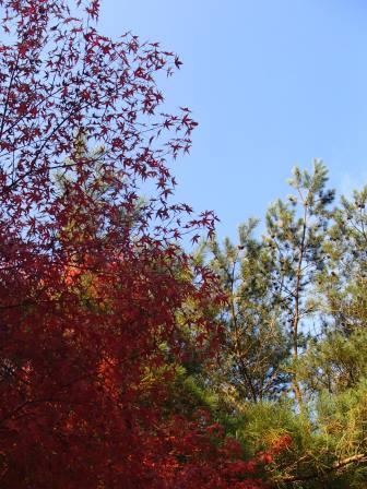 富士山で焚火キャンプ_e0296346_163118.jpg