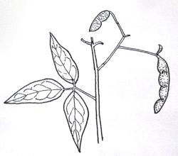 『自然画作品　ペン画』【 荒地盗人萩 】 Desmodium paniculatum_a0083553_1692528.jpg