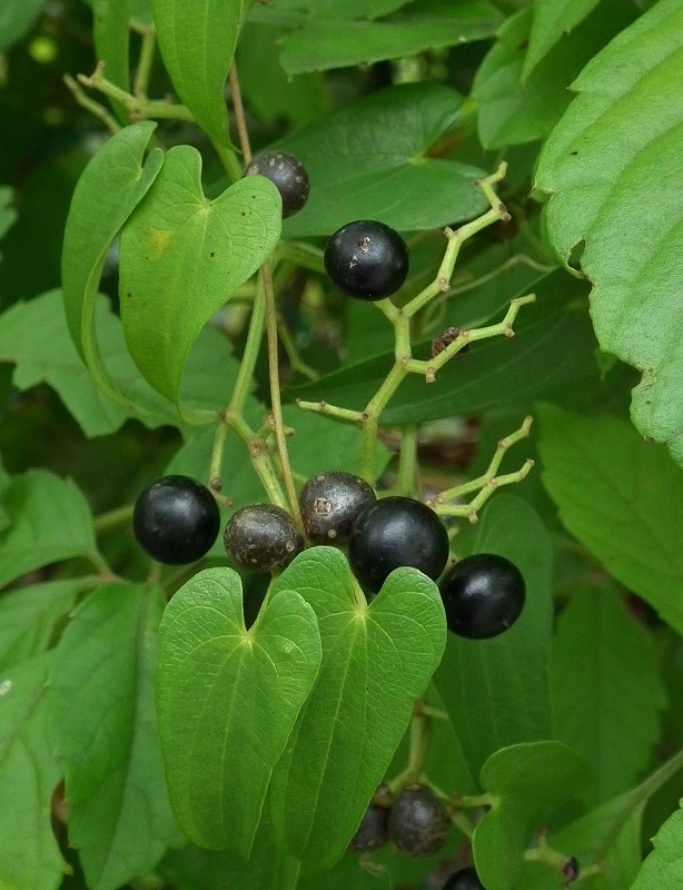 a0018655_2134148.jpg