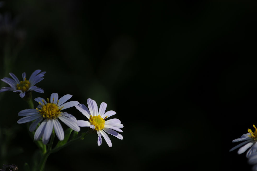 c0122455_16572833.jpg