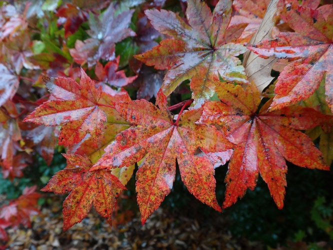 久住高原ロードパークの紅葉は今が見ごろ！_b0123359_21235626.jpg