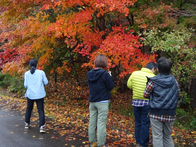 久住高原ロードパークの紅葉は今が見ごろ！_b0123359_2127162.jpg