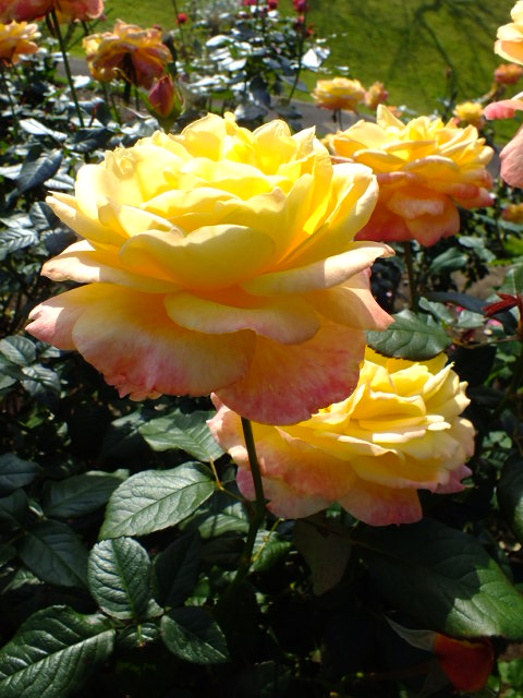 e0145782_7313478.jpg
