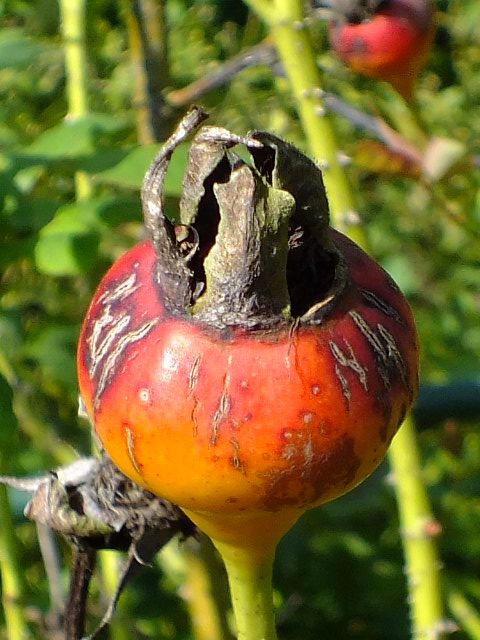 e0145782_742139.jpg