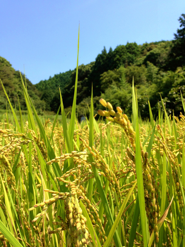 高知県トレイルランニングトリップ Day.2 伊尾木洞ー東山森林公園_b0220886_105843100.jpg