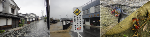 白壁→かに→室屋(柳井市)_d0132289_23344433.jpg