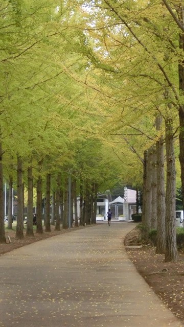 筑波学園都市の秋、楽天田中投手に期待すること、子供達と日本の秋、銀杏の綺麗な公園筑波学園都市公園_d0181492_18114940.jpg