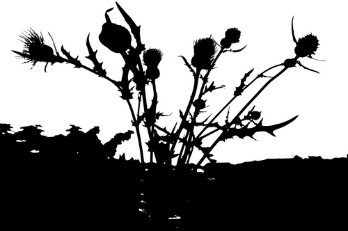 a0181194_17574945.jpg