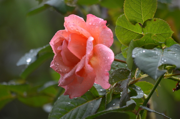 a0288500_12464761.jpg