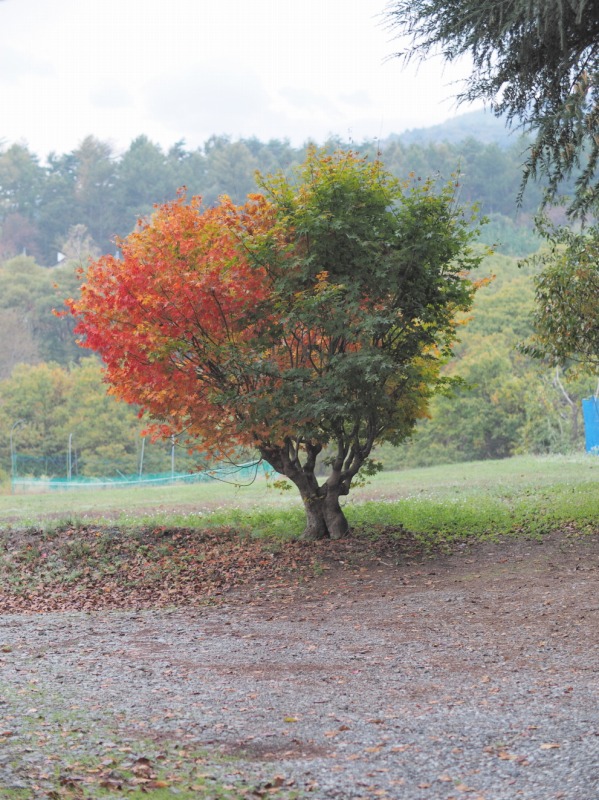 南アルプス山麓北杜市へ_f0224100_22181586.jpg