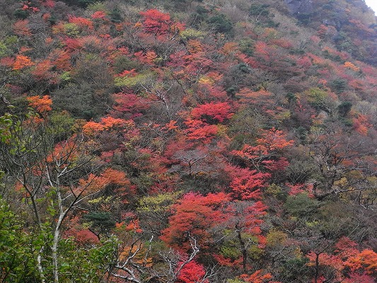 \'13-11：日本一「雲仙紅葉」_f0187402_2083611.jpg