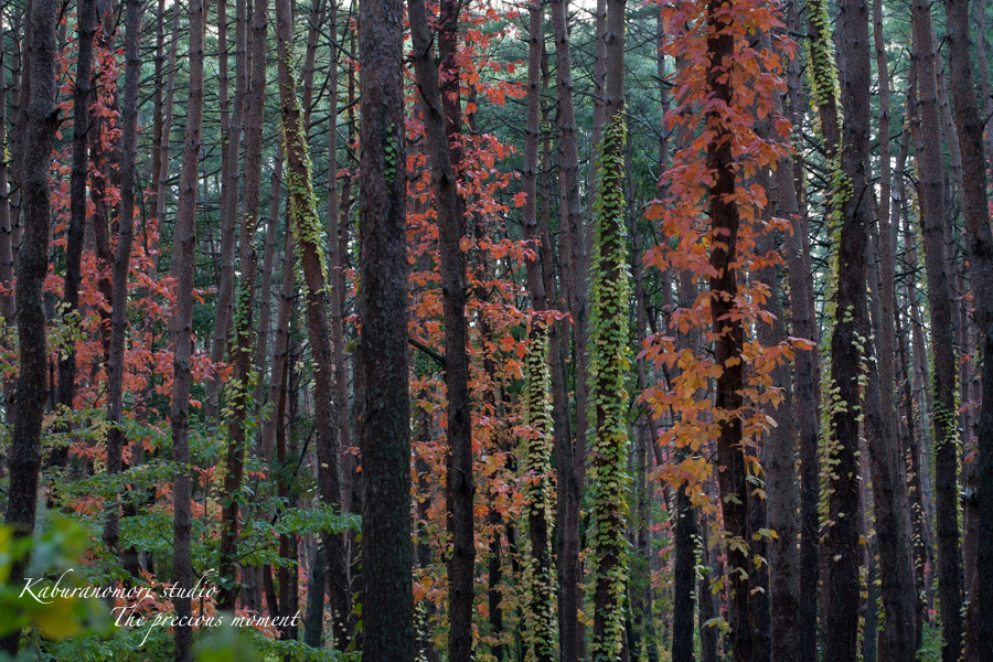 西日で輝きを増す赤松の森_c0137403_1724217.jpg