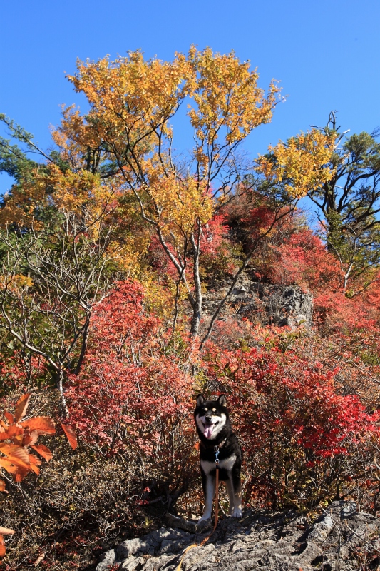 錦繍のオボコンベ山（コジ君2度目のマンモス岩へ）_b0050305_10314357.jpg