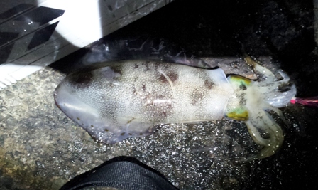 2013 秋イカエギング7~40cmアップ!?~_f0163105_20463978.jpg