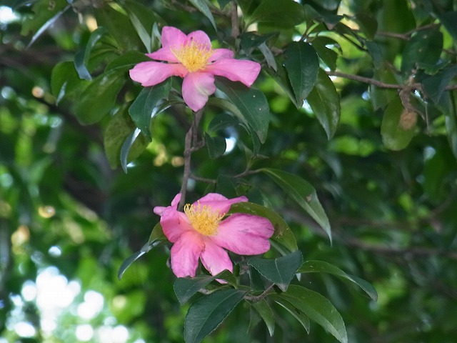 すみればの秋の植物と昆虫_b0049307_3162583.jpg