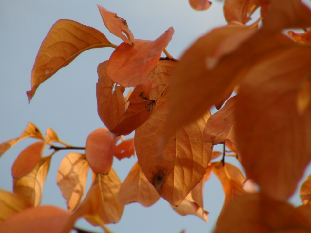 晩秋の風景と、落葉樹は紅葉も次第に落葉へ…2013・11・4_f0231709_12131731.jpg