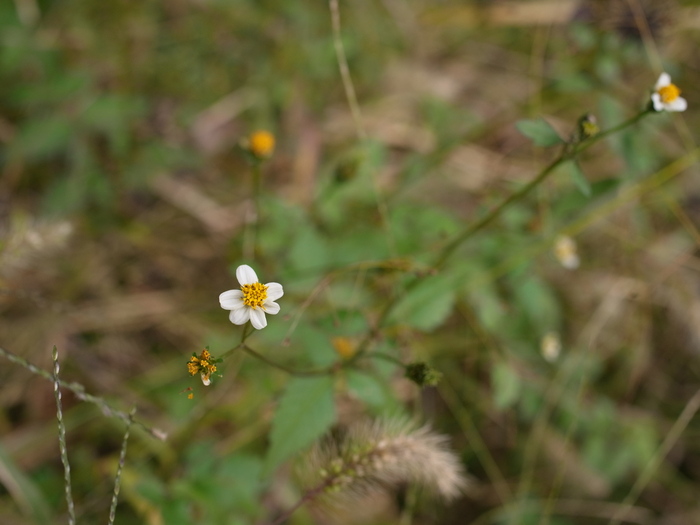 狭山丘陵の花_e0276411_1345876.jpg