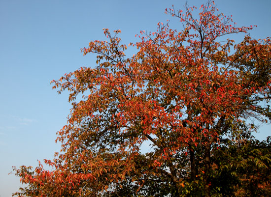 桜が紅葉　鴨川上流_e0048413_12154996.jpg