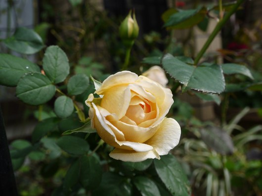 e0205713_18201044.jpg