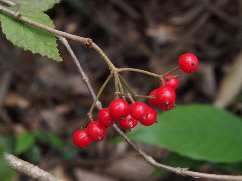 e0293913_9351595.jpg