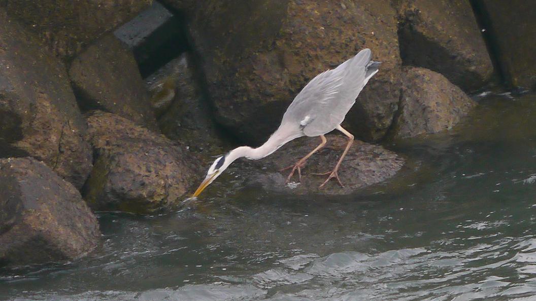 消 波 ブ ロ ッ ク の 鳥 た ち　No.3_d0039021_18384048.jpg