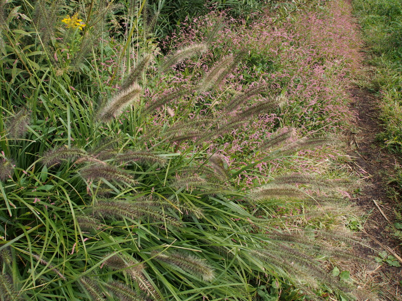 c0085622_15222210.jpg