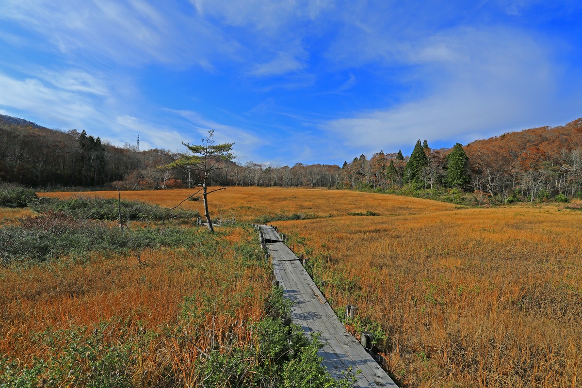 玉原湿原で出会った植物_c0104227_1436464.jpg