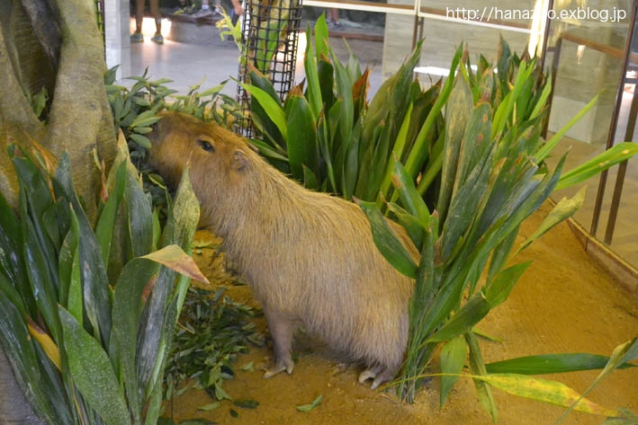 ちいさな熱帯動物館 今日ものんびり動物園