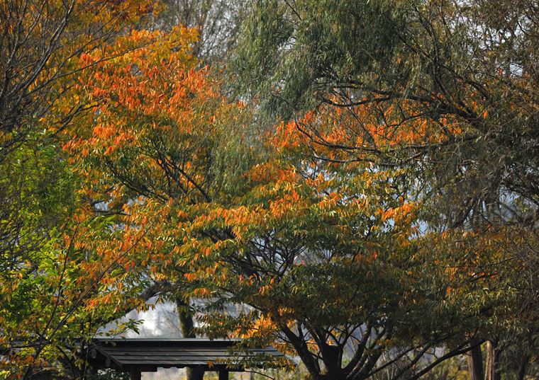 平野部にも紅葉が・・・_e0008237_17392121.jpg