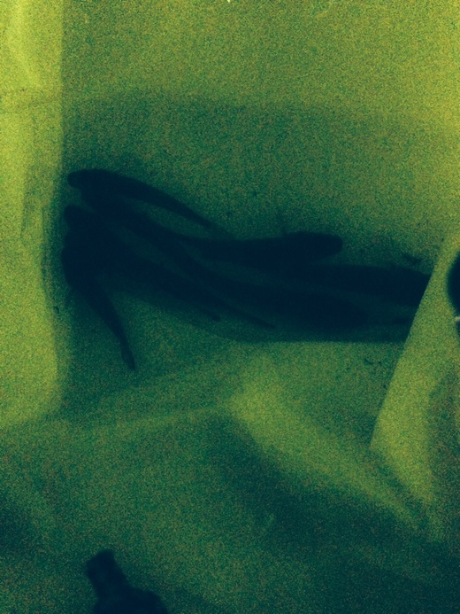 c0234439_46136.jpg