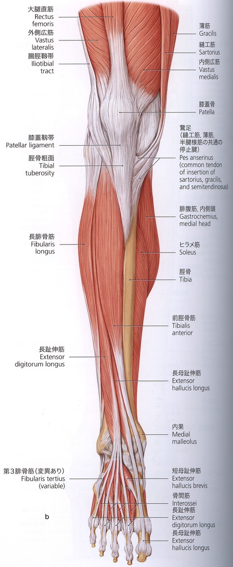 大腿四頭筋 Ccc 0004 大腿四頭筋 Ccc 0004