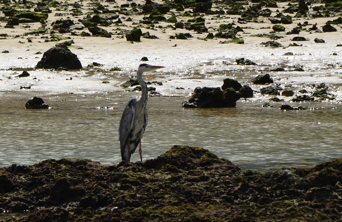 海岸で出会った鳥_b0288942_9123970.jpg