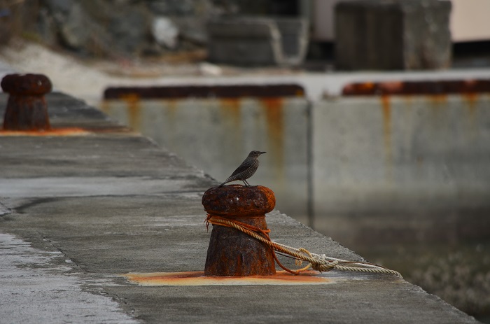 海岸で出会った鳥_b0288942_9134139.jpg