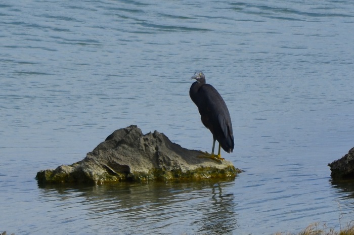 海岸で出会った鳥_b0288942_9152348.jpg