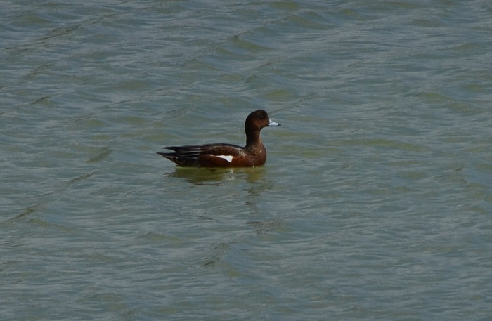 海岸で出会った鳥_b0288942_9155050.jpg