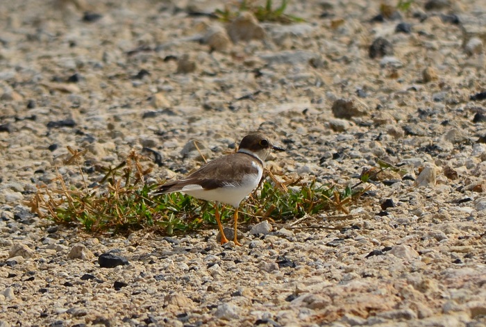 海岸で出会った鳥_b0288942_9182618.jpg