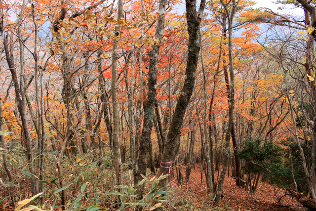 親父山・障子岳・黒岳・三尖_e0206944_2150692.jpg