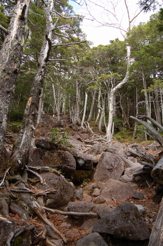 めざすは青年小屋。ついでに編笠山・権現岳へ。その１_b0189948_1972245.jpg