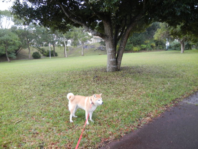 ’13,11,4(月)勝浦の紅葉はどんなかな?_f0060461_838032.jpg