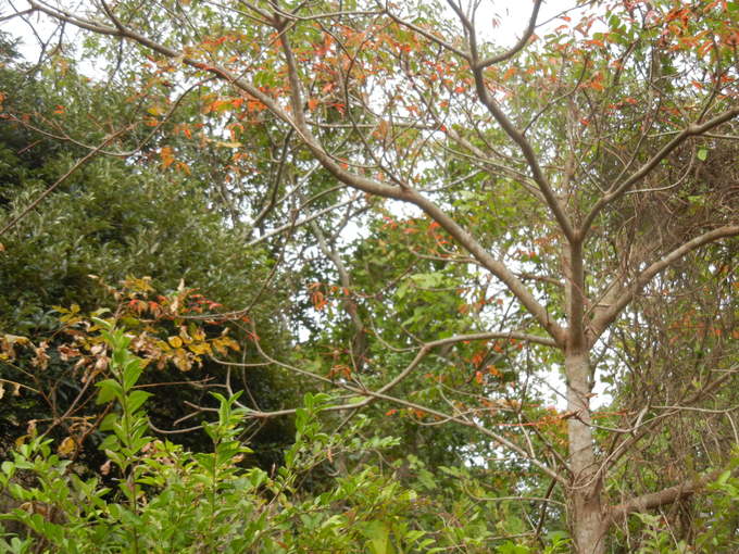 ’13,11,4(月)勝浦の紅葉はどんなかな?_f0060461_84321100.jpg