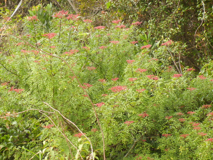 ’13,11,4(月)勝浦の紅葉はどんなかな?_f0060461_8453629.jpg
