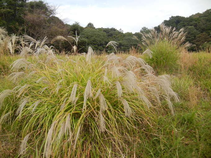 ’13,11,4(月)勝浦の紅葉はどんなかな?_f0060461_8473544.jpg