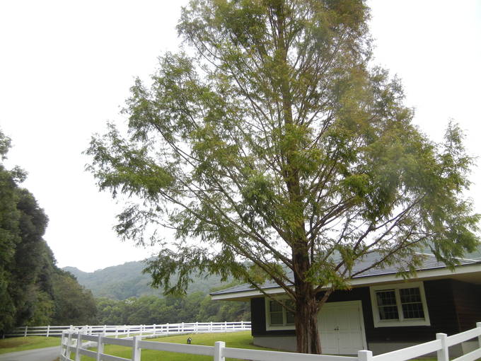 ’13,11,4(月)勝浦の紅葉はどんなかな?_f0060461_8514358.jpg