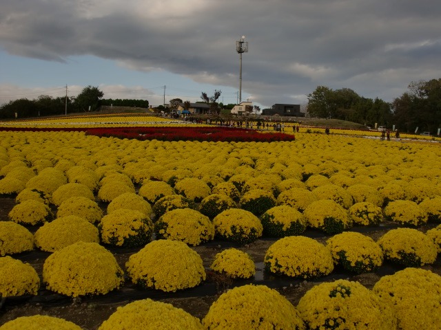 d0010065_20211120.jpg