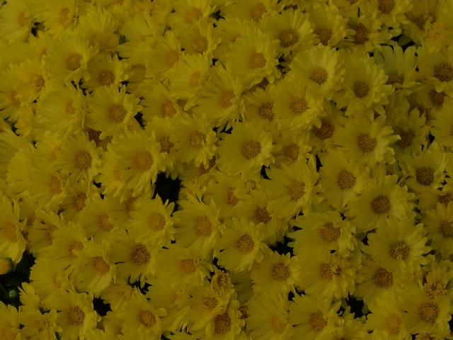 d0010065_20212659.jpg