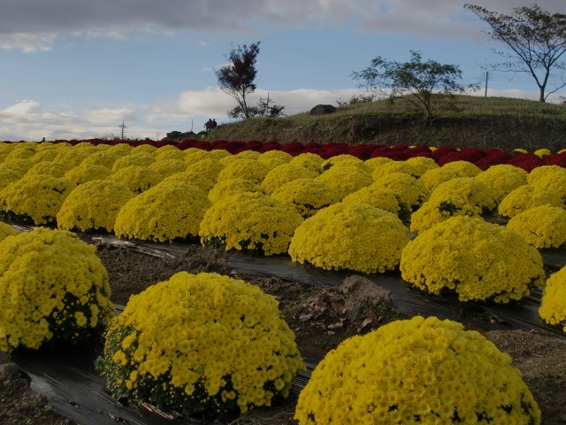 d0010065_20212937.jpg