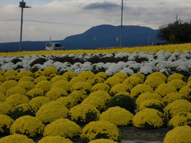 d0010065_20215021.jpg