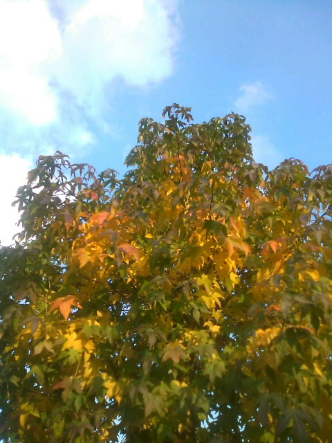 秋の日の彩りと共に・・・＊＾－＾＊_f0061067_17341691.jpg